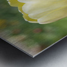 Soft as Yellow Metal print