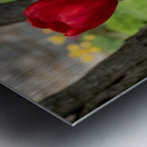 Under the Trees Metal print