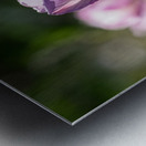 Quite a Beauty Metal print