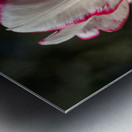 Classy One Metal print