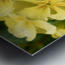 Cowslip Impression metal