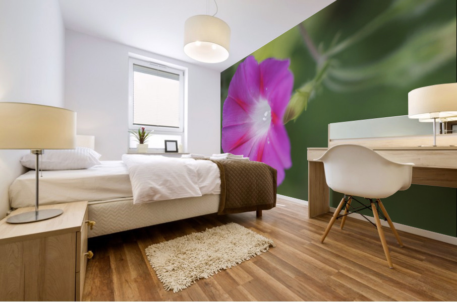 Pink Morning Glory Mural print