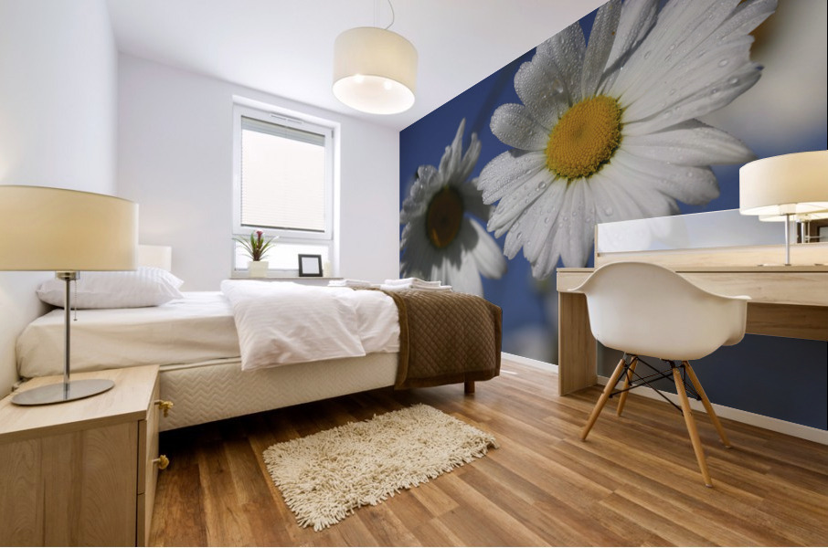 Early Morning Daisies Mural print