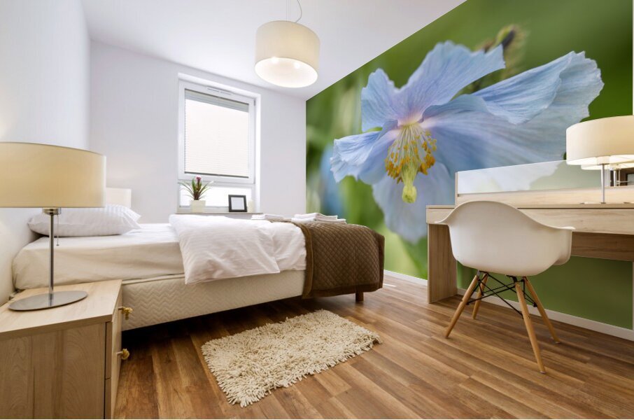 Himalayan Blue Poppy Mural print