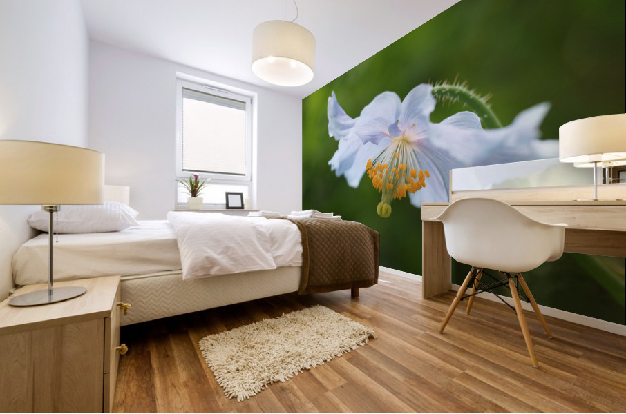 Himalayan Poppy Mural print