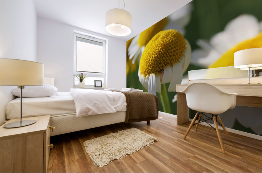 Chamomile Mural print