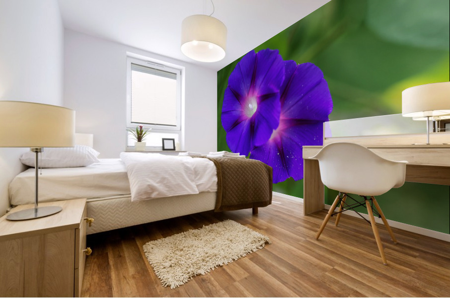 Purple Morning Glories Mural print