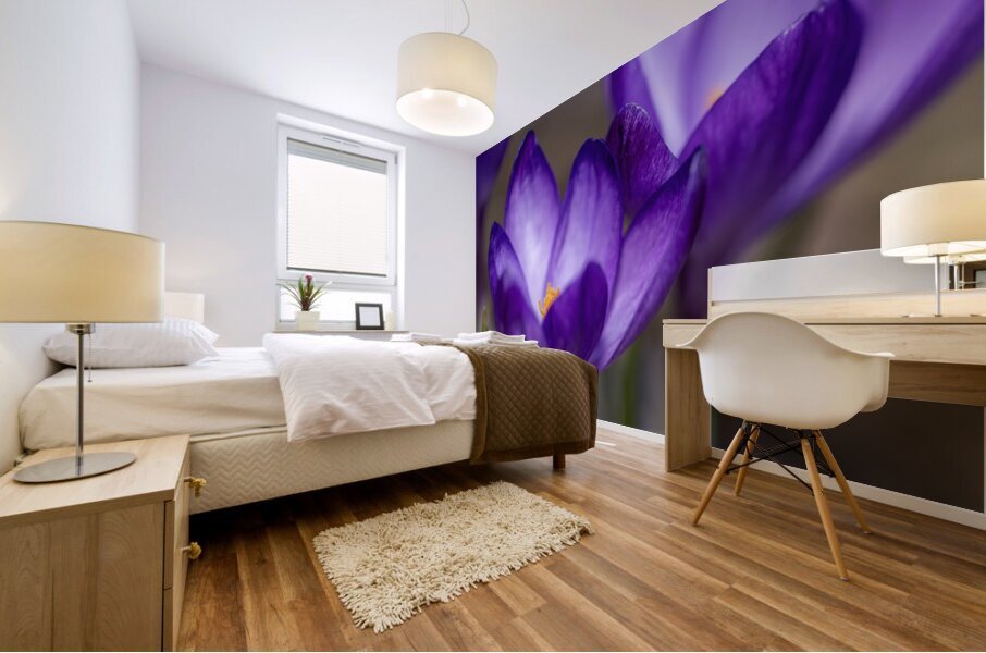 Crocus Closeup Mural print