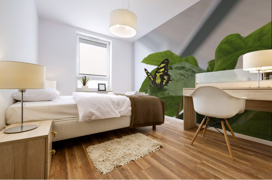 Siproeta Stelenes Mural print