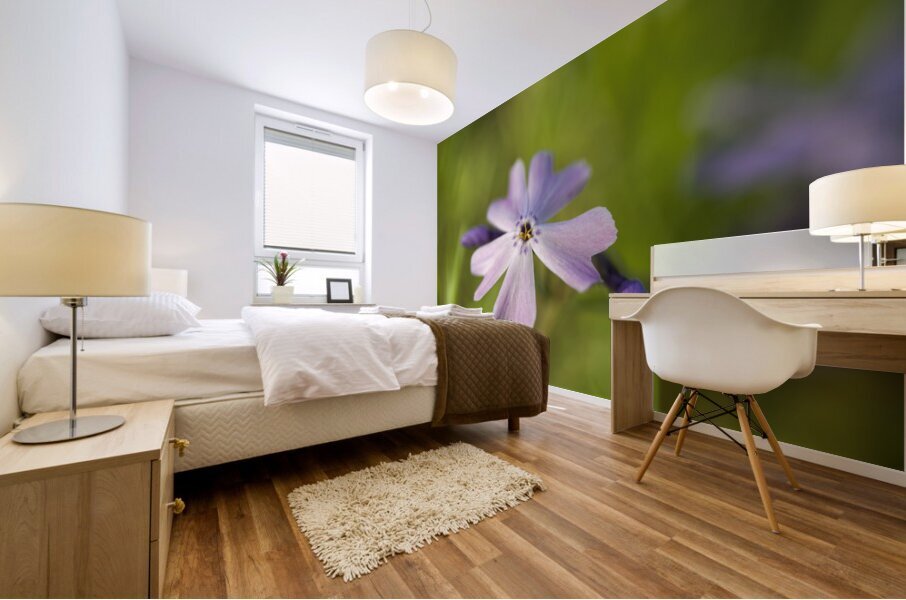 Vibrant Moss Phlox Mural print