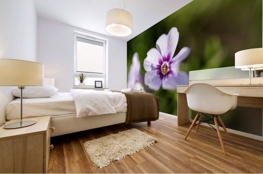 Scarlet Pimpernel Mural print