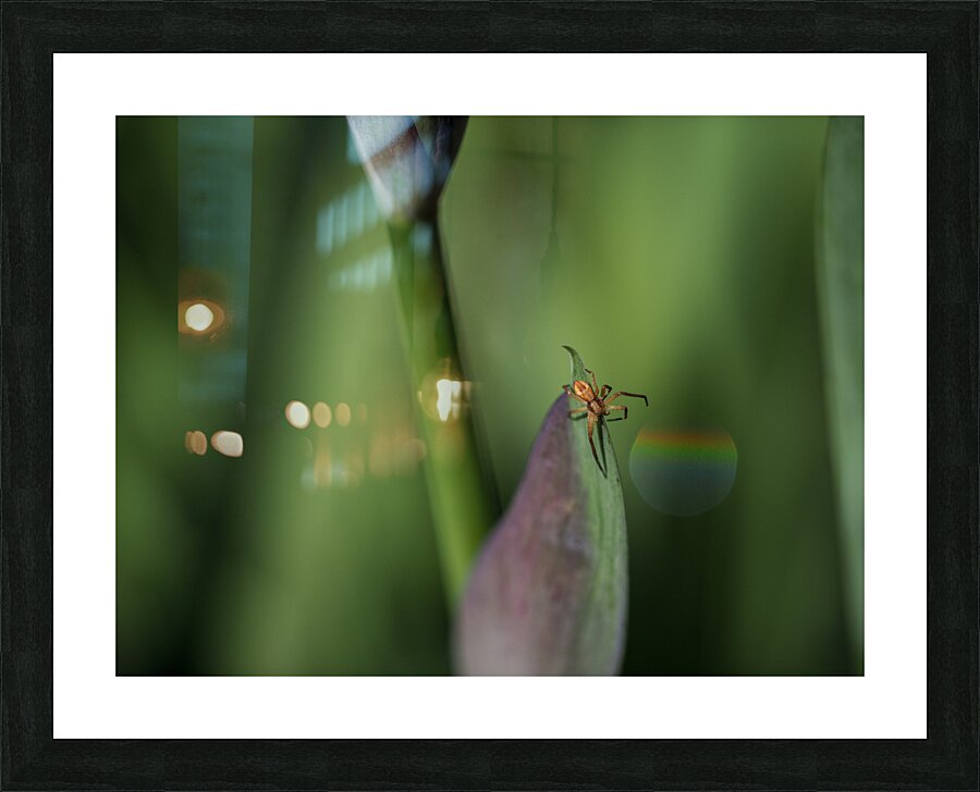 Spider with Rainbow Drop Picture Frame print