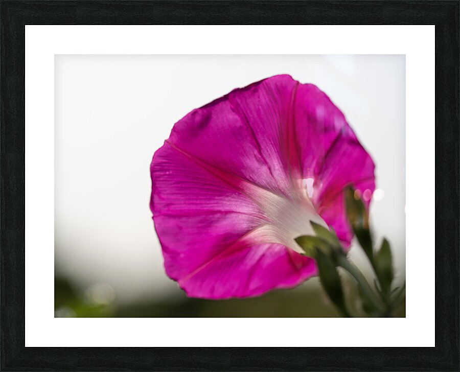 Anticipation Picture Frame print