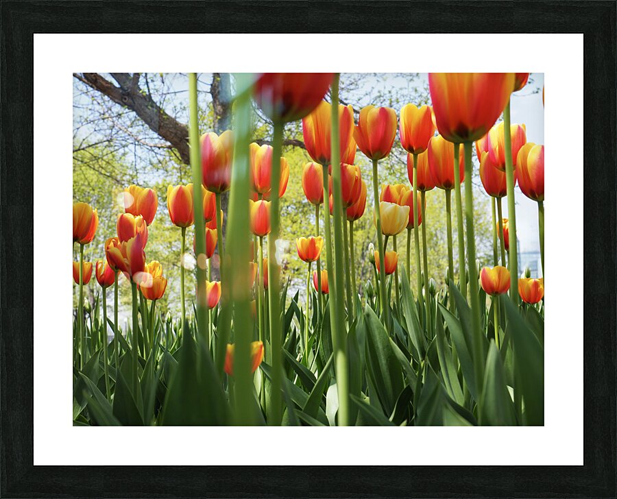 A View From Below Picture Frame print