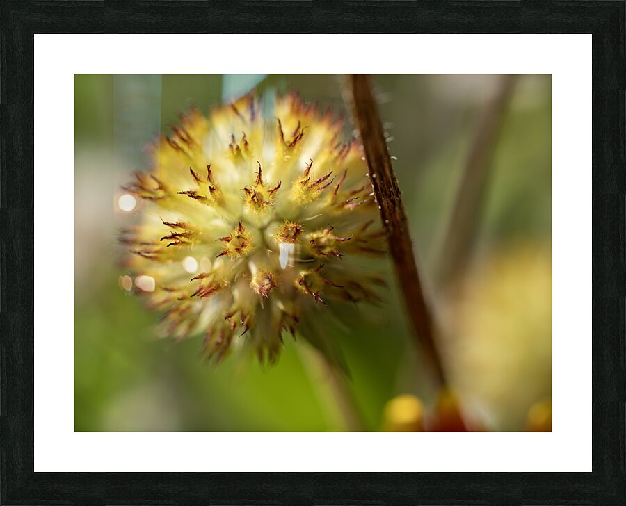 Blanketflower Picture Frame print