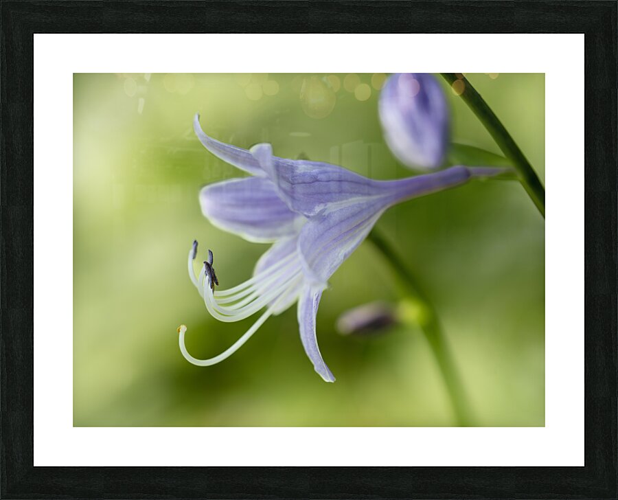 Purple Hosta Flower Picture Frame print