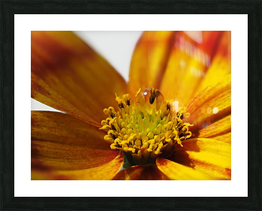 Bidens Ferulifolia Picture Frame print