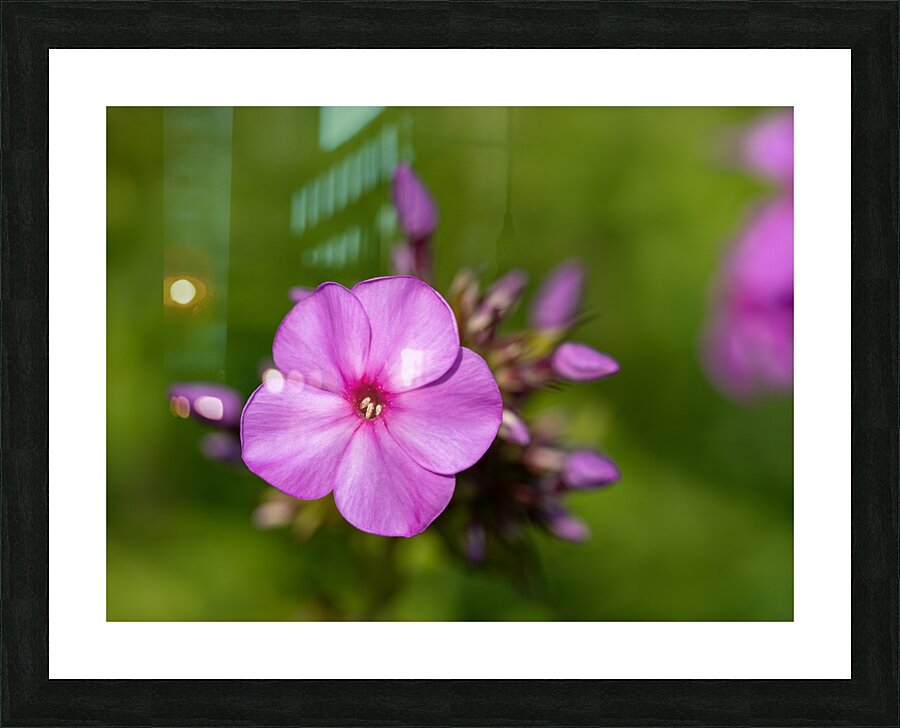 Call me Rosie Picture Frame print