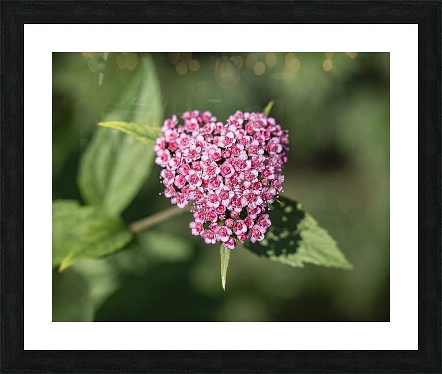 Candlelight Picture Frame print