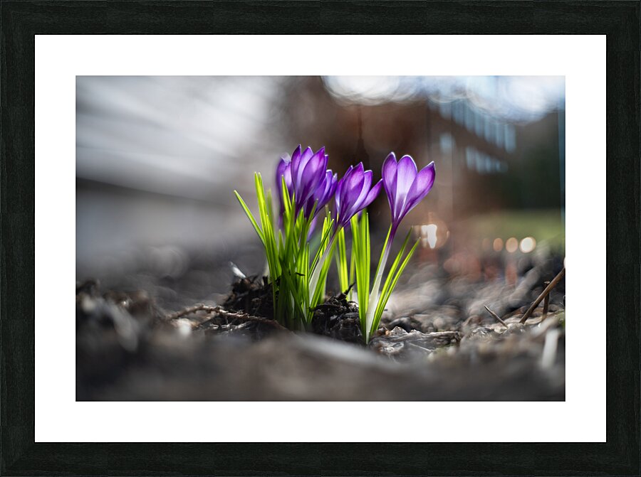 Crocus Picture Frame print