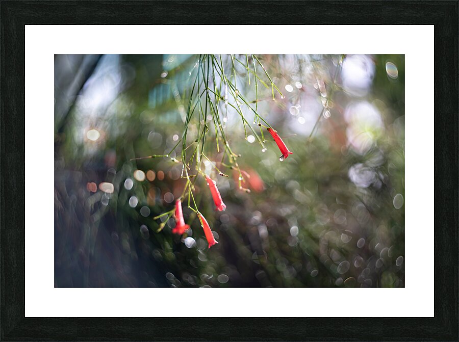 Firecrackers Picture Frame print