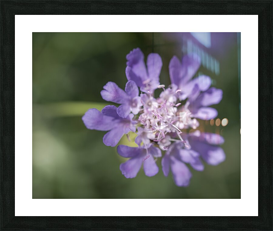 Fluttering Impression et Cadre photo