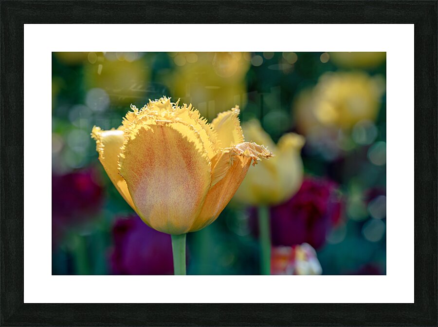 Fringed Blossom Picture Frame print