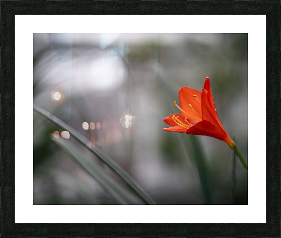 Naked Lady Picture Frame print