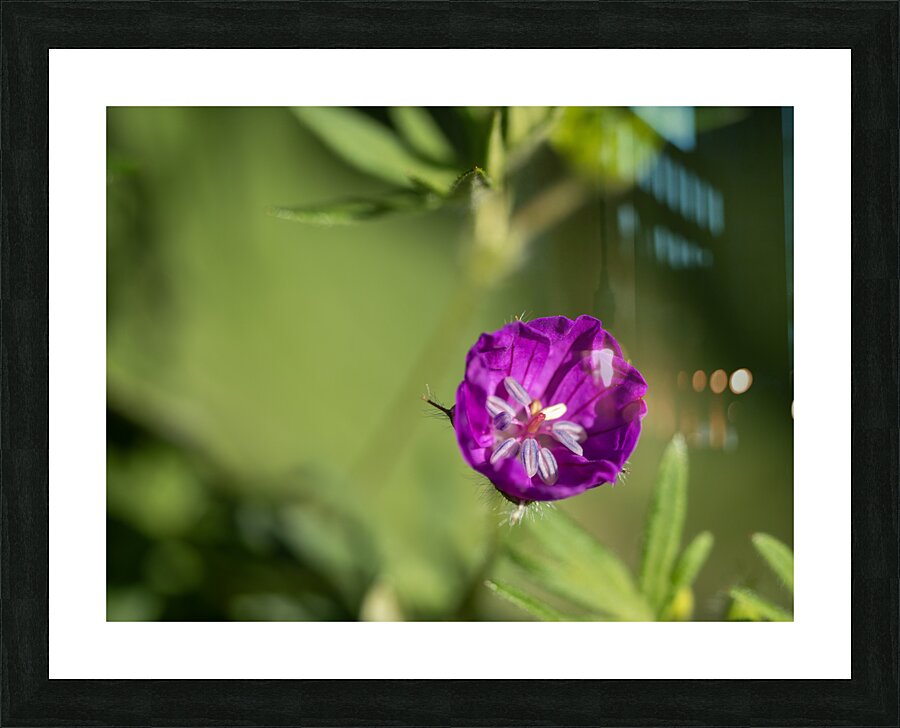 Lonely Picture Frame print