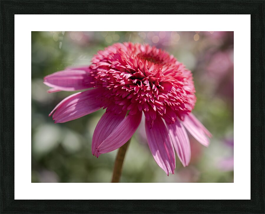 Large Hearted Picture Frame print