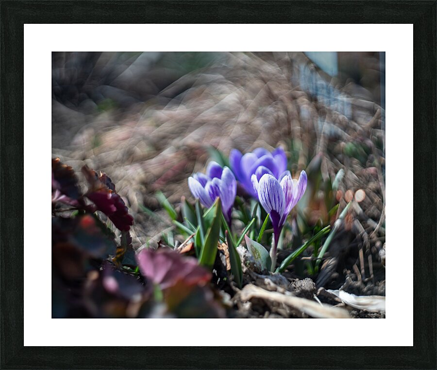 King of the Striped Picture Frame print