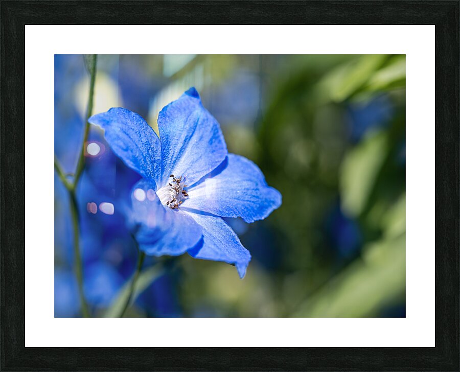 Guardian Lavender Picture Frame print