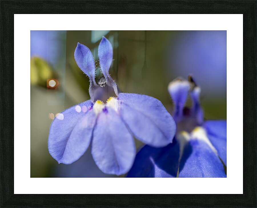 Lobelia Picture Frame print
