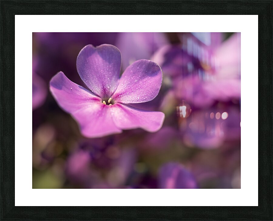 Pink World Picture Frame print