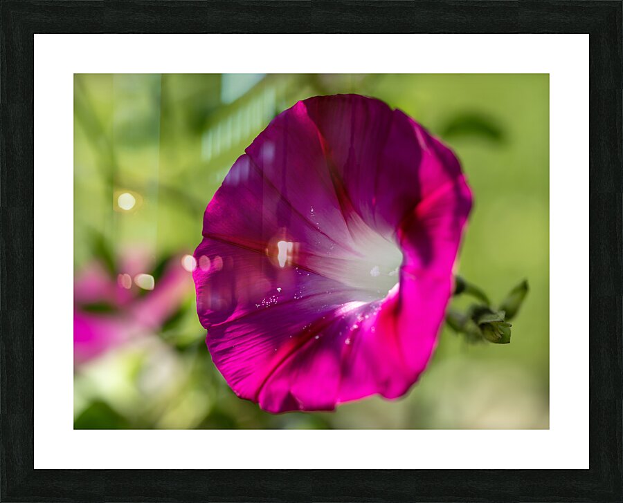 Pretty Trumpet Picture Frame print