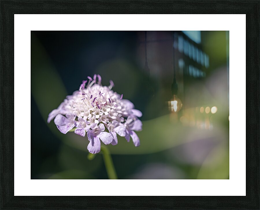 Pincushion Flower Picture Frame print