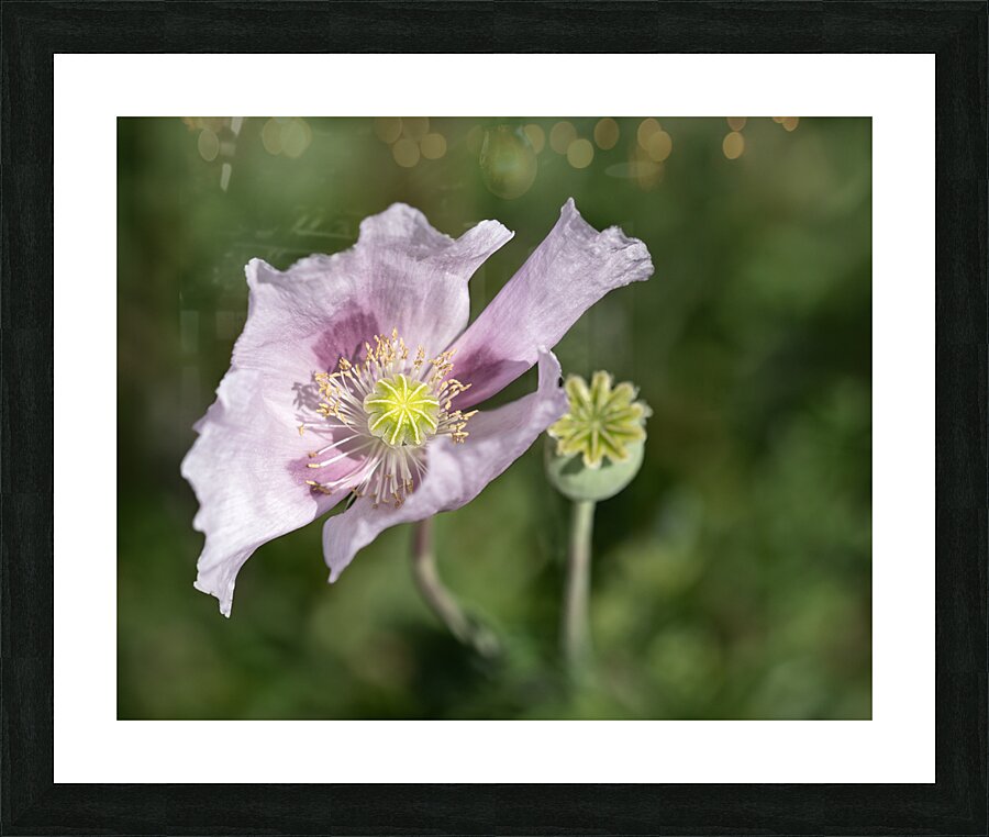 Pink Poppy Picture Frame print