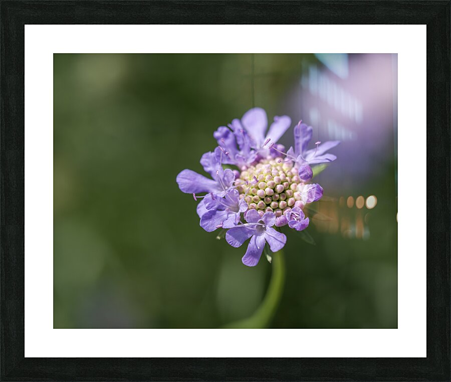 Purple Pincushion Picture Frame print