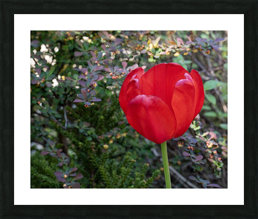Red as Blood Picture Frame print