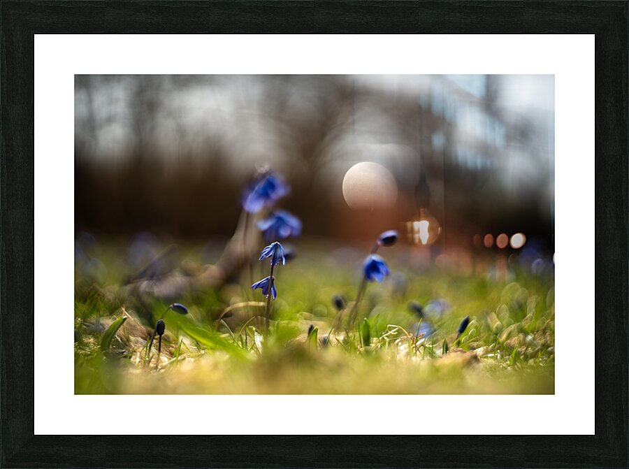 Siberian Squill Picture Frame print