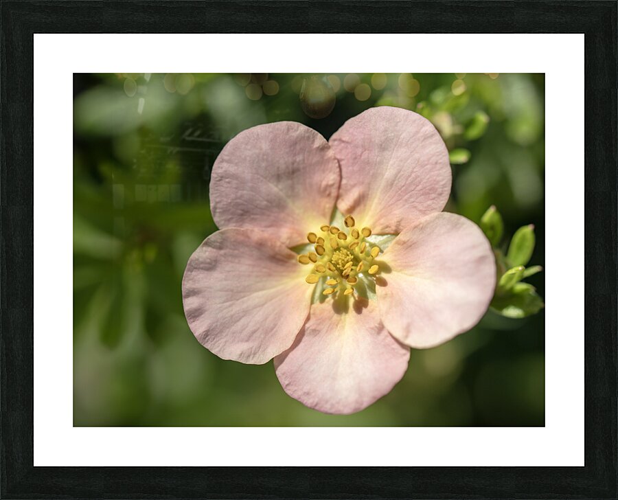 The Wild One Picture Frame print