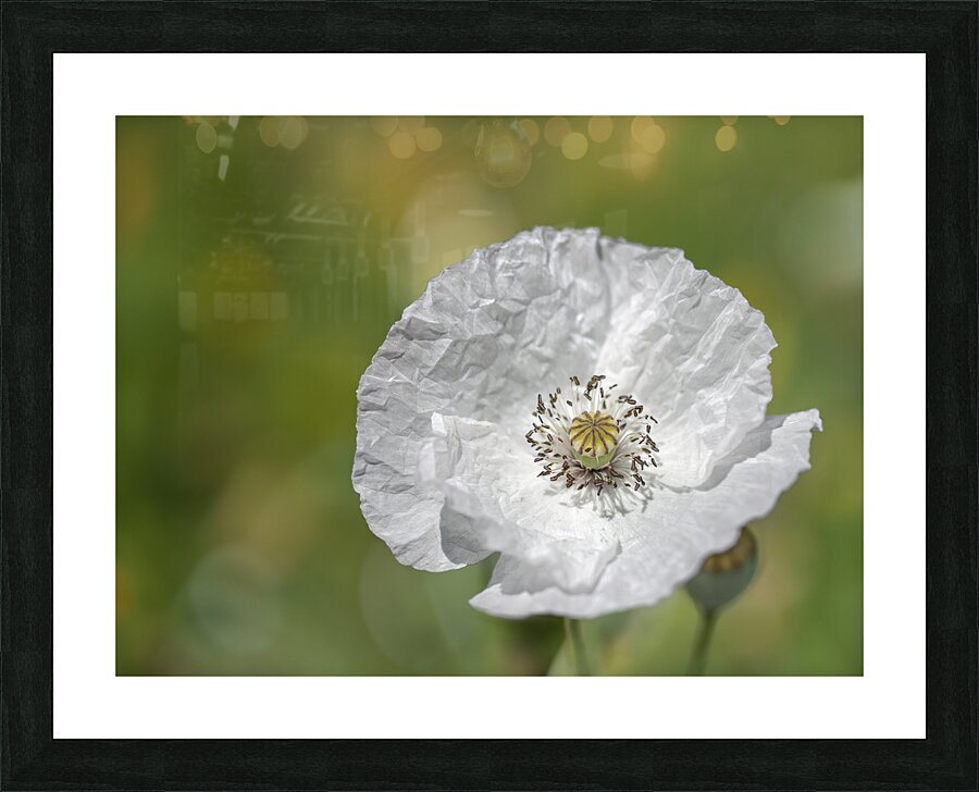 White Poppy Picture Frame print