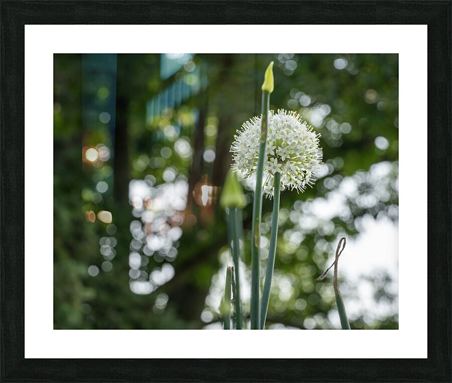 Enchanted Picture Frame print