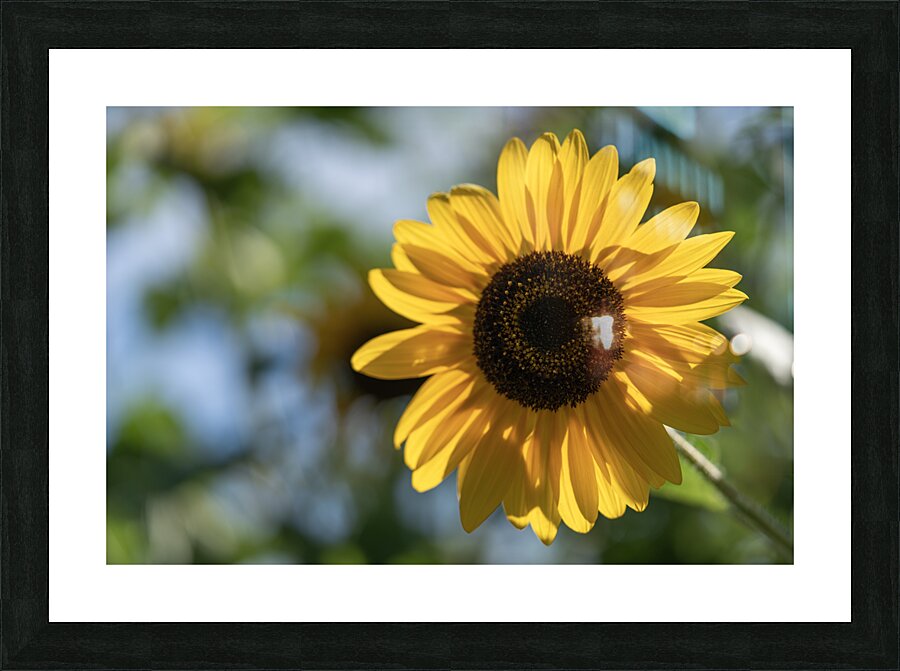 Sunlit Serenade Picture Frame print