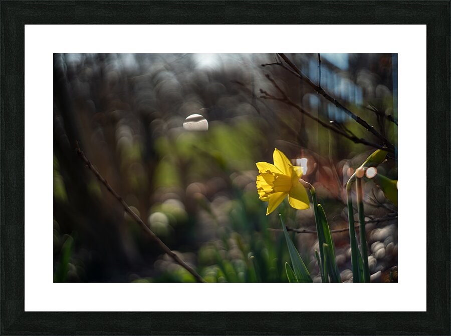 Daffodil Dreamscape Picture Frame print