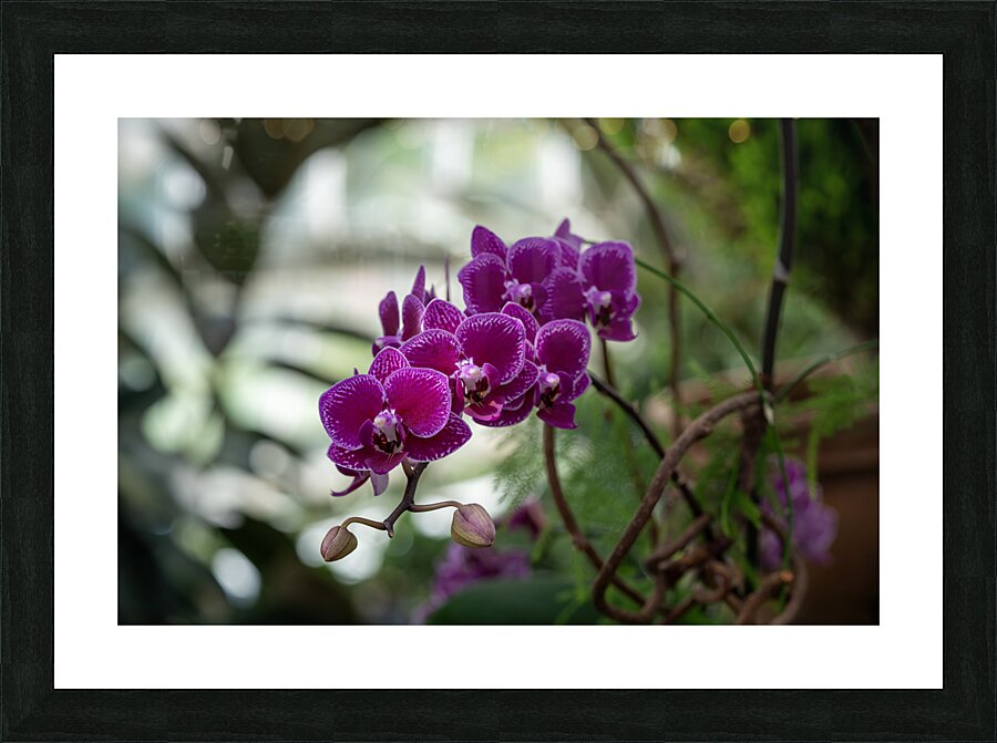 Velvet Violet Picture Frame print