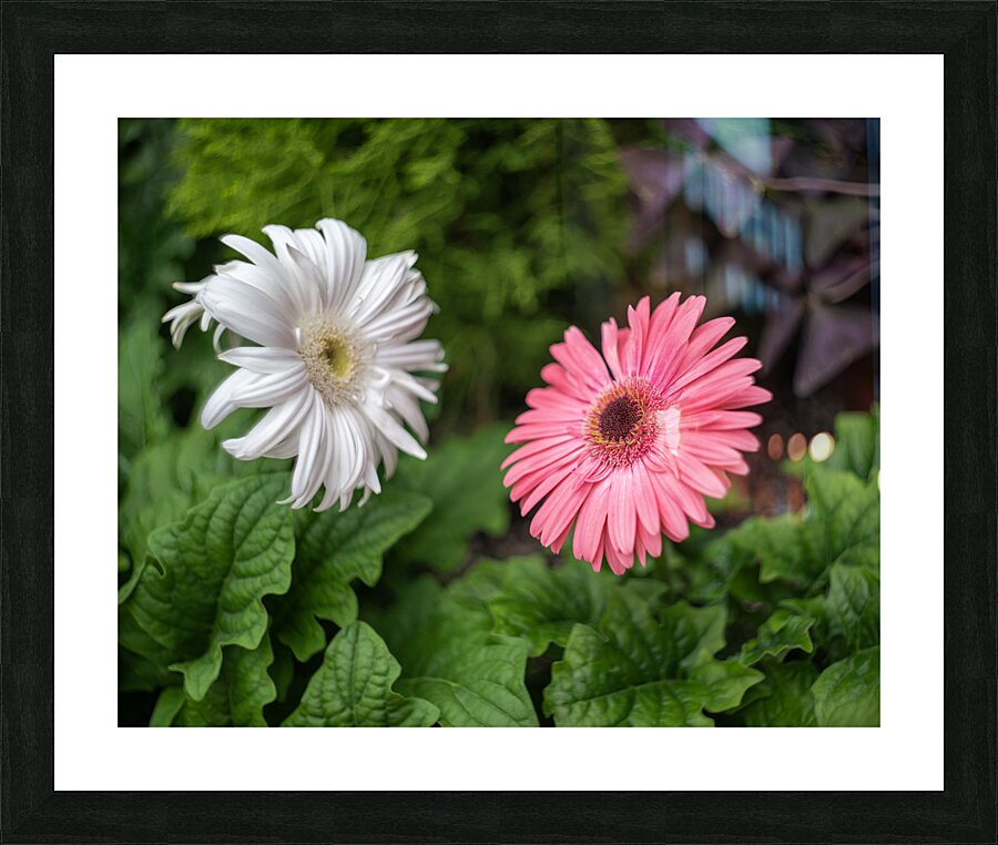 Pearl Petals Picture Frame print