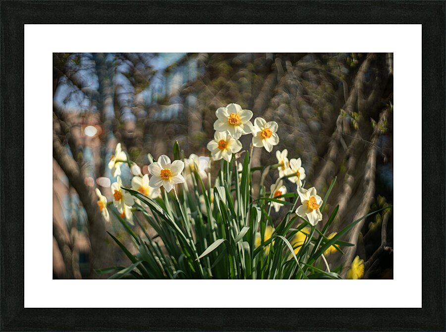 Daffodil Dreams Picture Frame print