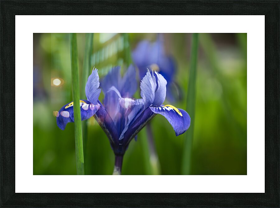 Velvet Blue Picture Frame print
