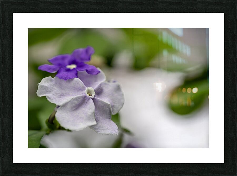 Mauve Melody 1 Picture Frame print